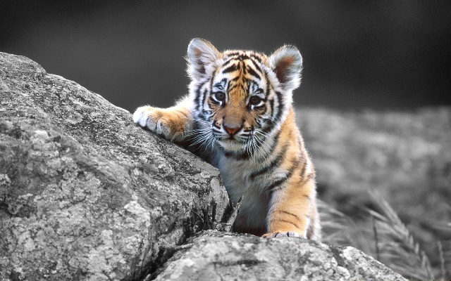 baby_tiger