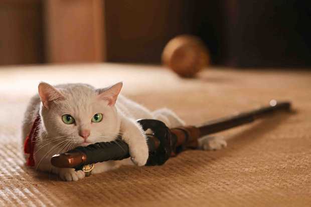 neko ken